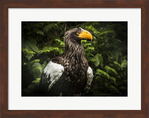 Framed Steller Eagle IV Print
