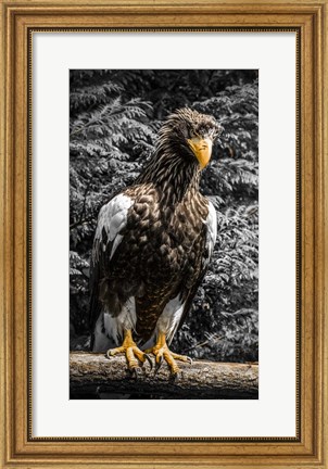 Framed Steller Eagle V crop Print