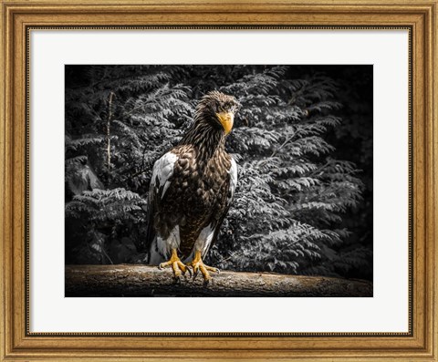 Framed Steller Eagle V Print