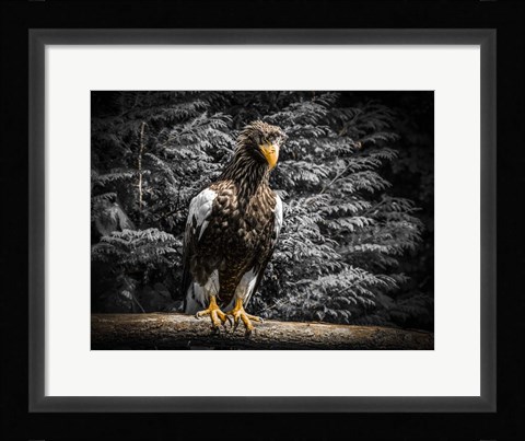 Framed Steller Eagle V Print