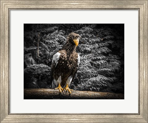Framed Steller Eagle V Print
