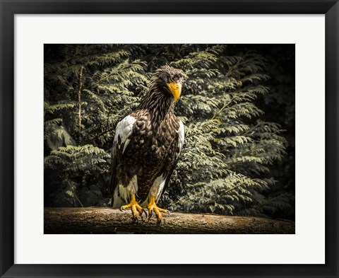 Framed Steller Eagle VI Print