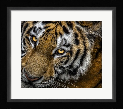 Framed Tiger Close Up Print