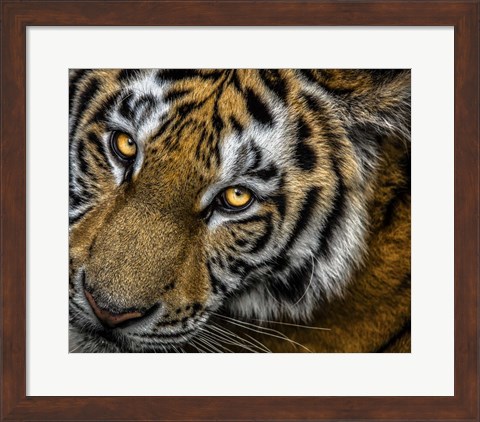 Framed Tiger Close Up Print