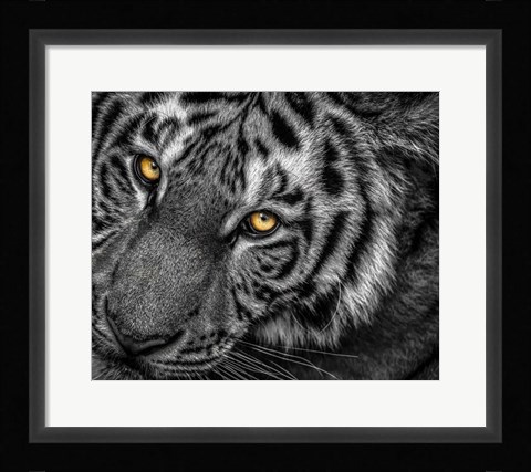 Framed Tiger Close Up Black &amp; White Print