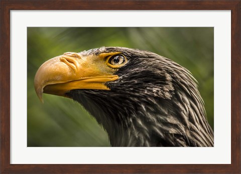 Framed Steller Sea Eagle Print