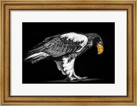 Framed Steller Sea Eagle II Black &amp; White Print