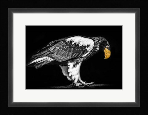 Framed Steller Sea Eagle II Black &amp; White Print