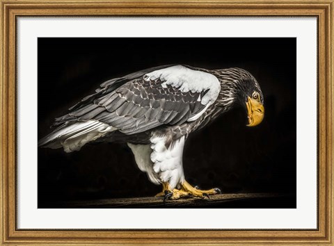 Framed Steller Sea Eagle II Print