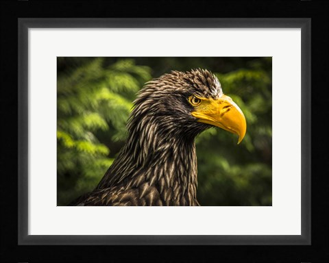 Framed Steller Sea Eagle III Print