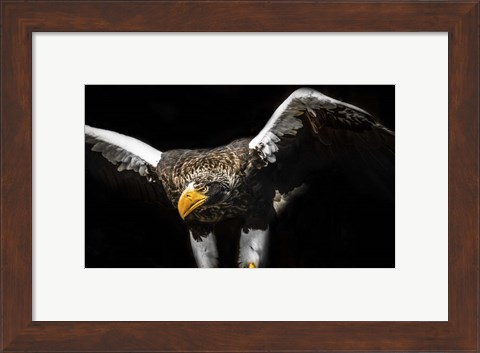 Framed Steller Sea Eagle Wings Print