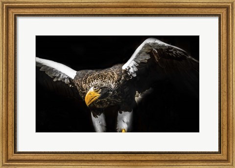 Framed Steller Sea Eagle Wings Print