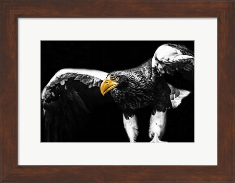 Framed Steller Sea Eagle Wings II Print
