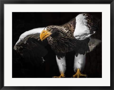 Framed Steller Sea Eagle Wings III Print