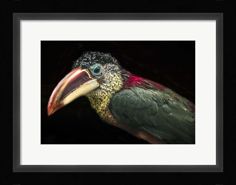 Framed Toucan III Print