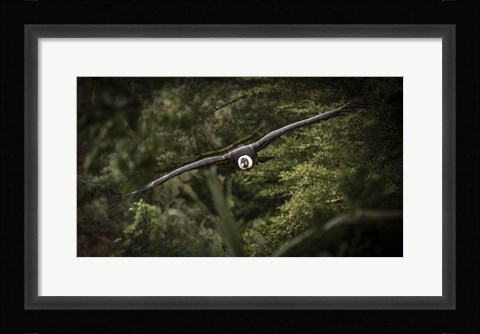 Framed Kondor Flight Print