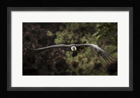 Framed Kondor Flight II Print