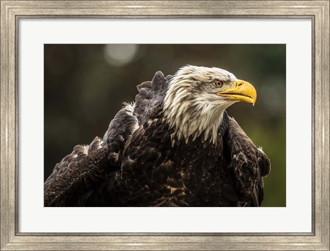 Framed Sea Eagle Print