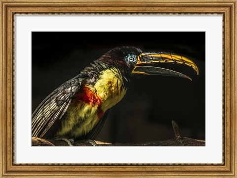 Framed Little Toucan Print