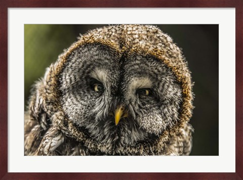 Framed Lapland Owl Print