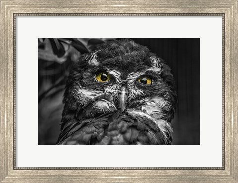 Framed Little Owl Black &amp; White Print