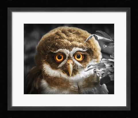 Framed Young Owl Print