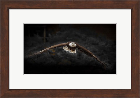 Framed Sea Eagle Flight Black &amp; White Print
