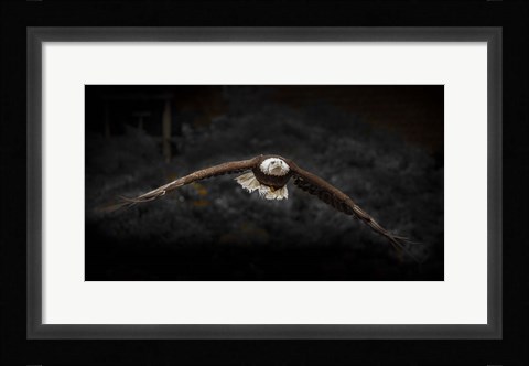 Framed Sea Eagle Flight Black &amp; White Print