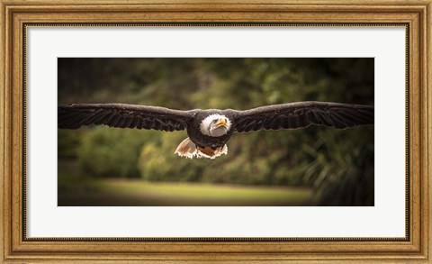 Framed Sea Eagle Flight II Print