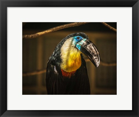 Framed Toucan V Print