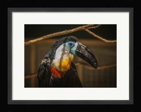 Framed Toucan VI Print