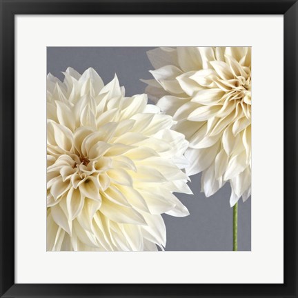Framed 2 Cream Dahlias on Gray Print