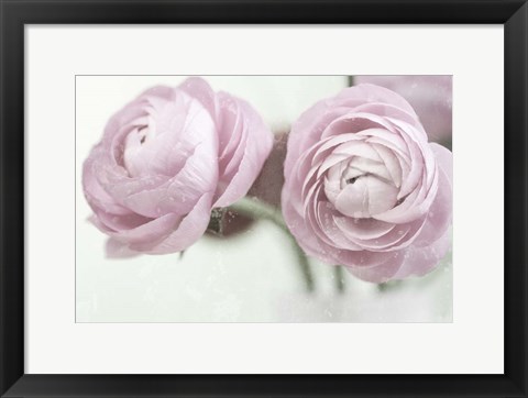 Framed 2 Pink Rannunculus Print