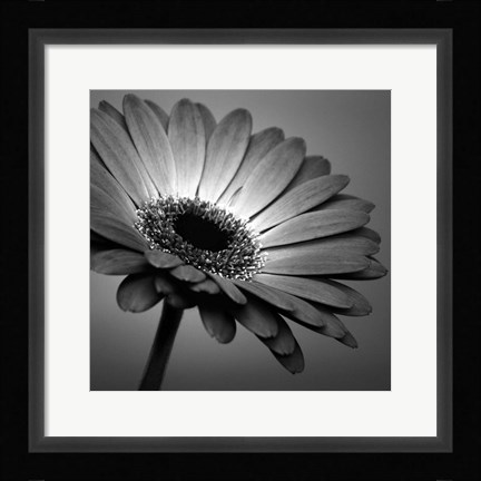 Framed BW Gerbera 1 Print