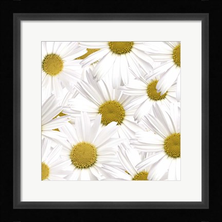 Framed Collection of Daisies Print
