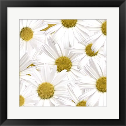Framed Collection of Daisies Print