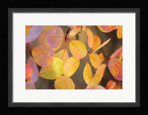 Framed Fall Leaves 2 Print