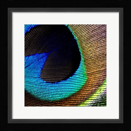Framed Peacock Feather 2 Print