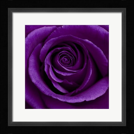 Framed Purple Rose 1 Print