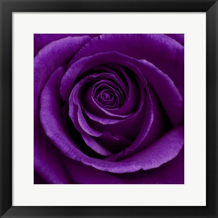 Framed Purple Rose 1 Print