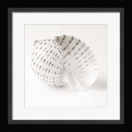 Framed Shell BW 1 Print