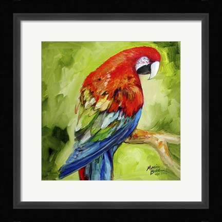 Framed Macaw Tropical Print