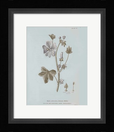 Framed Conversations on Botany VII Blue Print