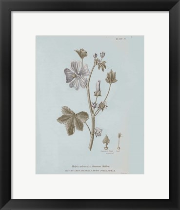 Framed Conversations on Botany VII Blue Print