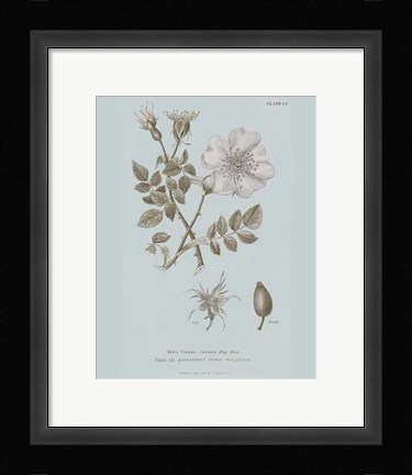 Framed Conversations on Botany IV Blue Print
