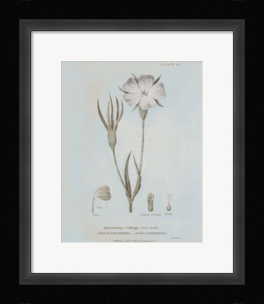 Framed Conversations on Botany III Blue Print