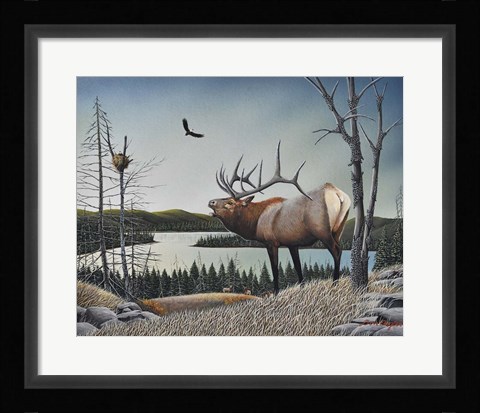 Framed Bugling Elk Print