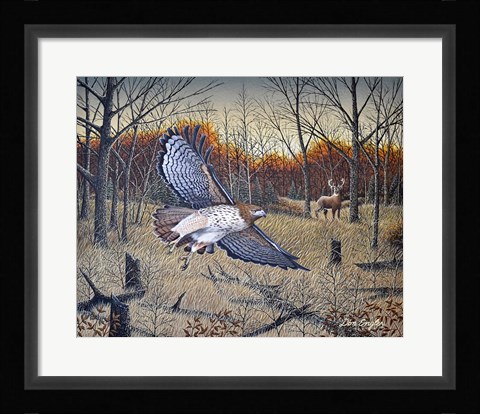 Framed Red-Tailed Hawk Print