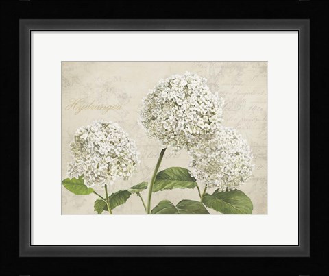 Framed Hydrangeas I (Neutre) Print