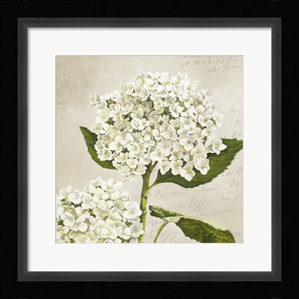 Framed Hydrangeas II (Neutre) Print